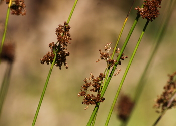 Flatter-Simse (Juncus effusus) - © Emanuel Trummer